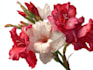 draw a realistic botanical illustration