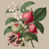 line art illustrations, botanical flowers, plants
