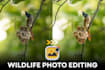professionally edit your wildlife and nature photos