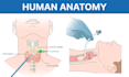 draw human anatomy illustrations for medical education and textbooks