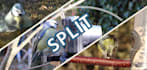 split screen video editing fast stylish professional