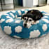 create ugc pet content with my dog and cat
