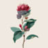 line art illustrations, botanical flowers, plants