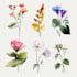 line art illustrations, botanical flowers, plants