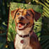 draw funny pet for profile picture, sticker, memes