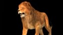 do realistic 3d animal animation animal model fur and xgen cgi integration
