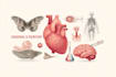 create anatomy, medical, and scientific illustrations