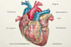 draw exercise, medical and anatomy illustrations