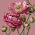 draw flowers, trees or botanical illustration