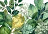 draw watercolor botanical illustrations