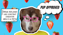 create engaging ugc pet videos