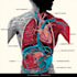 draw exercise, medical and anatomy illustrations