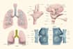 make highly customized medical and anatomy illustrations