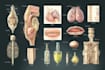 sketch realistic professional medical illustrations