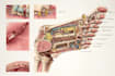 create medical and anatomical illustrations