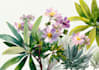 draw flowers illustrations in watercolour style