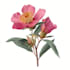 draw animal and botanical illustrations