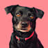 draw pop art dog cat pet potrait