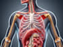 create your 2d medical anatomy scientific biomedical