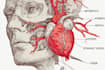 draw exercise, medical and anatomy illustrations