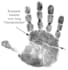 read your palm and reveal love, career and future insights