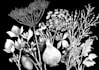 illustrate botanical and linocut vector art