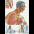 do professional medical illustrations