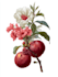 draw botanical illustrations of flowers