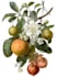 paint watercolour botanical illustrations