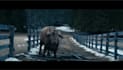 do realistic 3d animal animation, cgi animal model and rig, texture, fur, groom