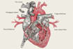 draw exercise, medical and anatomy illustrations