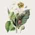 do botanical and anatomical scientific illustrations