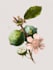 paint watercolour botanical illustrations