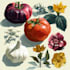 paint vegetables, fruits, flowers and plants illustrations