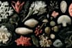 do botanical and anatomical scientific illustrations