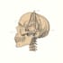 draw detailed medical illustrations