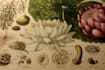 paint botanical and scientific illustrations