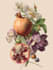 create insects, animals and botanical illustrations