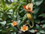 draw botanical and animal designs and patterns for you