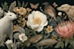 draw animal and botanical illustrations