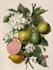 paint watercolour botanical illustrations