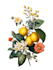 do botanical and anatomical scientific illustrations
