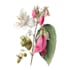 paint watercolour botanical illustrations