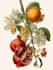 line art illustrations, botanical flowers, plants