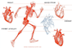 design medical and scientific illustration