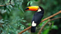 write articles on wildlife, zoology and genetics