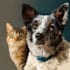 create realistic digital pet portrait dog, cat, horse
