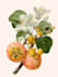 paint watercolour botanical illustrations
