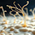 be your knowledgeable microbiologist to help with your project