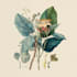 line art illustrations, botanical flowers, plants